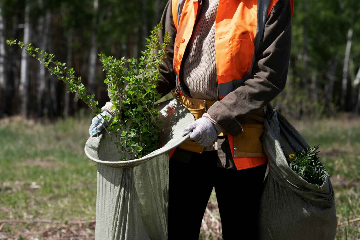 The Steps Involved in Our Tree Care Process in Hazlehurst, GA